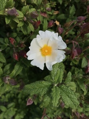 Cistus salviifolius