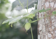 Pointed Gourd (Trichosanthes dioica)