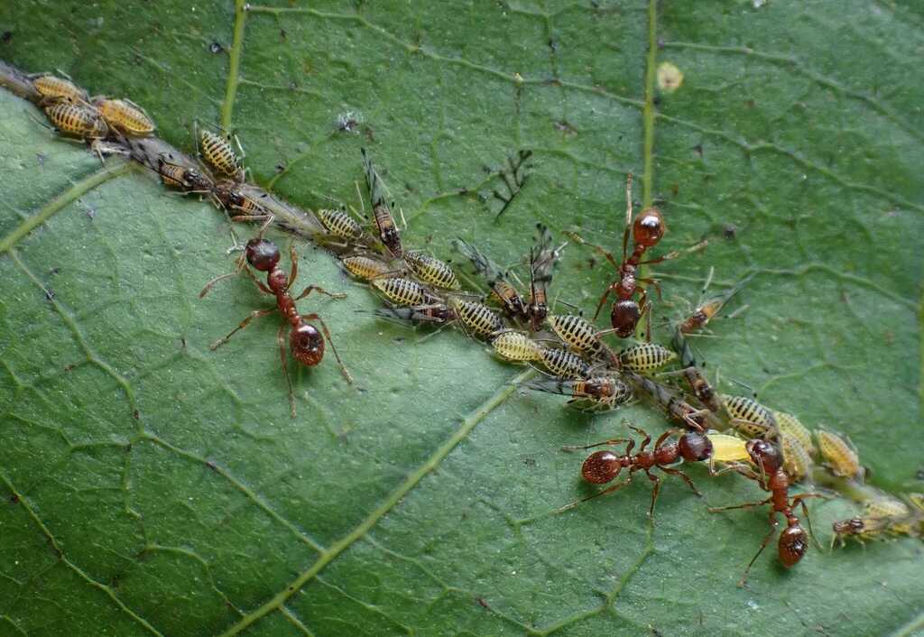 Large Walnut Aphid