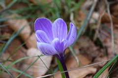 Crocus vernus