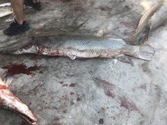 Atractosteus spatula