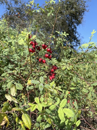 iNaturalist observation photo of California Wild Rose