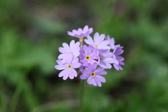 Primula algida