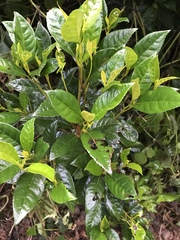 Gesneria pedunculosa