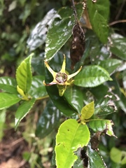 Gesneria pedunculosa
