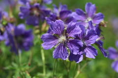 Geranium gymnocaulon