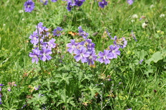 Geranium gymnocaulon