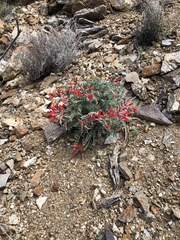 Astragalus coccineus
