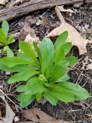 Primula meadia