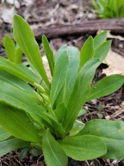 Primula meadia