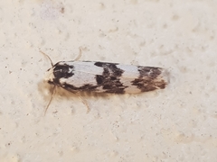 Arrhythmica semifusca