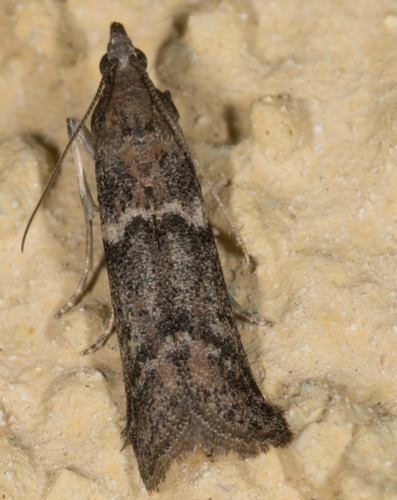 Dusky Raisin Moth photo 6