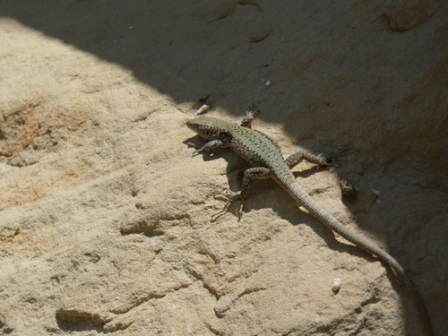 Rock Lizard