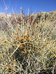 Ephedra aspera
