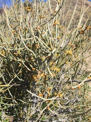 Ephedra aspera