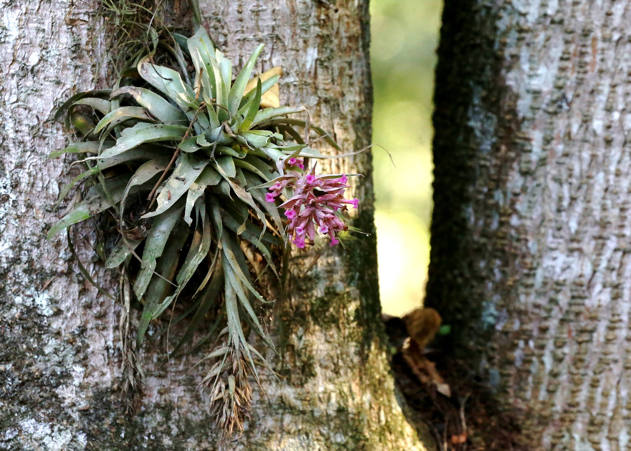 Tillandsia geminiflora