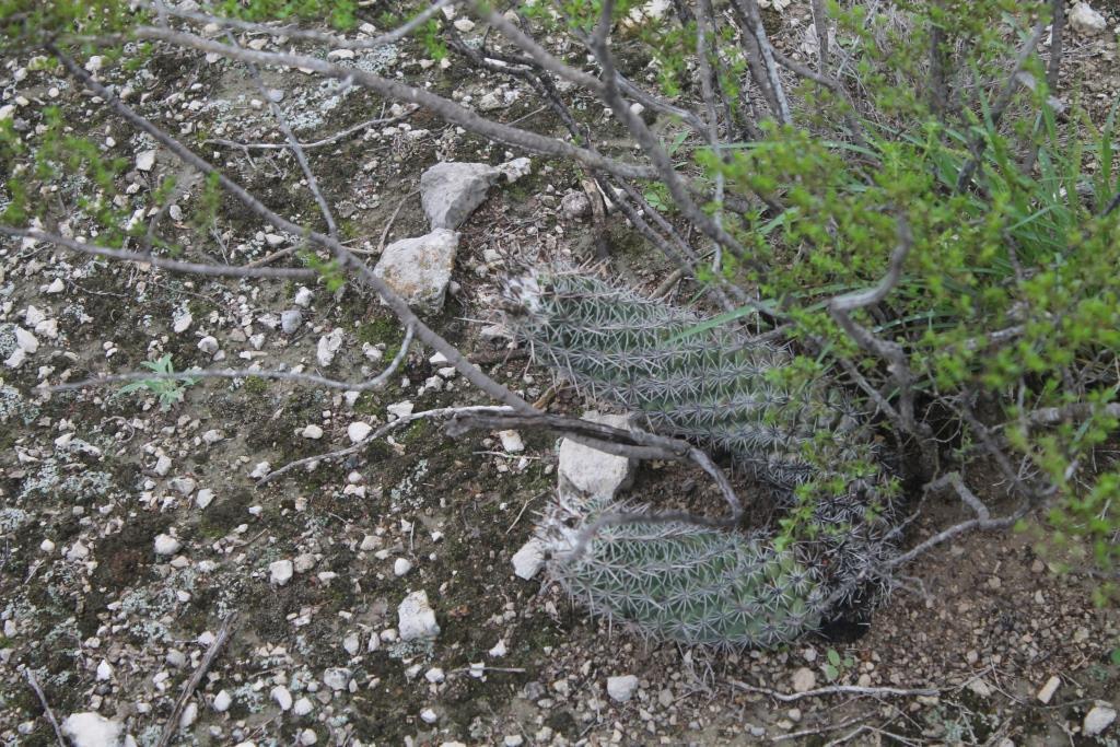Coryphantha pulleineana, San Luis Potosí, MX