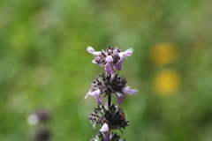 Stachys balansae
