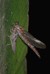 Phanogomphus lividus