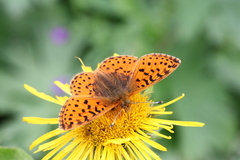 Boloria caucasica