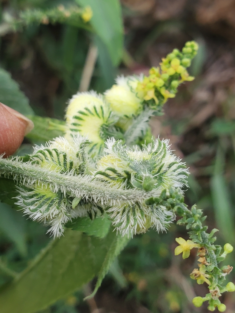 Tragia vogelii
