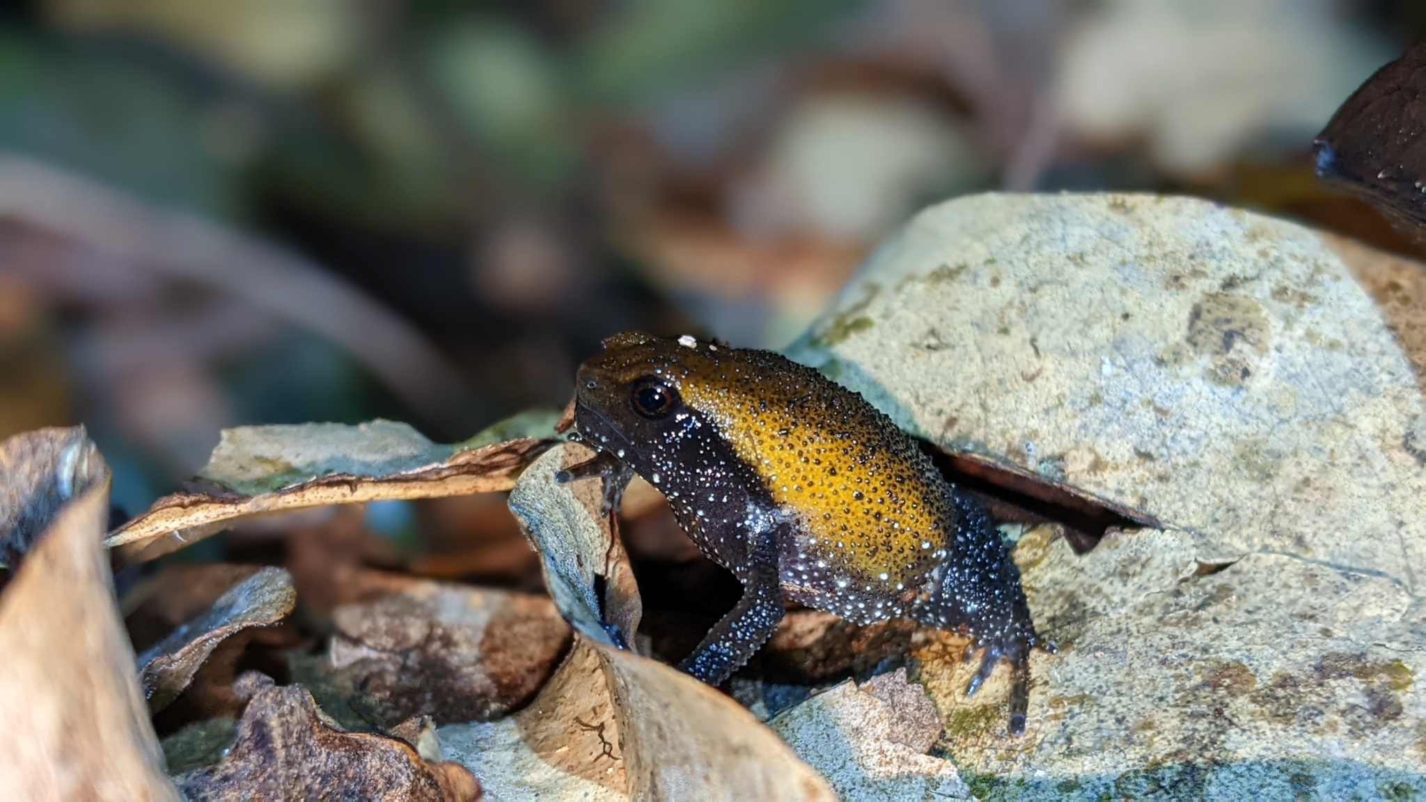 Snouted Forest Frog