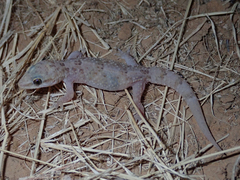 Hemidactylus angulatus