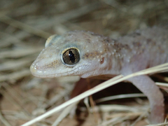 Hemidactylus angulatus