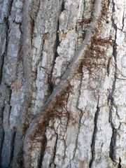 Toxicodendron radicans negundo
