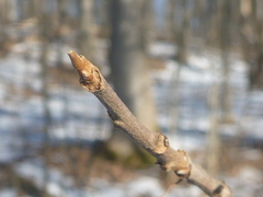 Toxicodendron radicans negundo