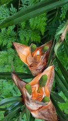 Freycinetia cumingiana
