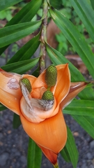 Freycinetia cumingiana