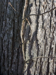 Toxicodendron radicans negundo