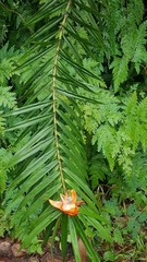 Freycinetia cumingiana