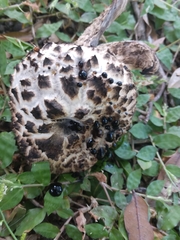 Strobilomyces strobilaceus image