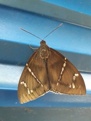 Eupalamides cyparissias