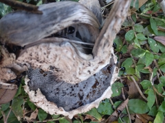Strobilomyces strobilaceus image