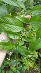 Gonzalagunia hirsuta