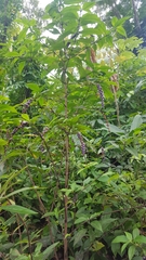 Gonzalagunia hirsuta