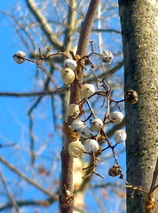 Toxicodendron radicans negundo