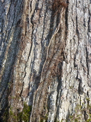 Toxicodendron radicans negundo