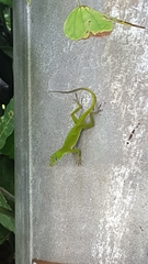 Anolis evermanni