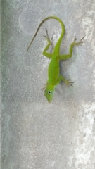 Anolis evermanni
