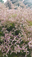 Congea tomentosa