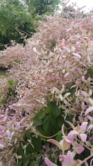 Congea tomentosa