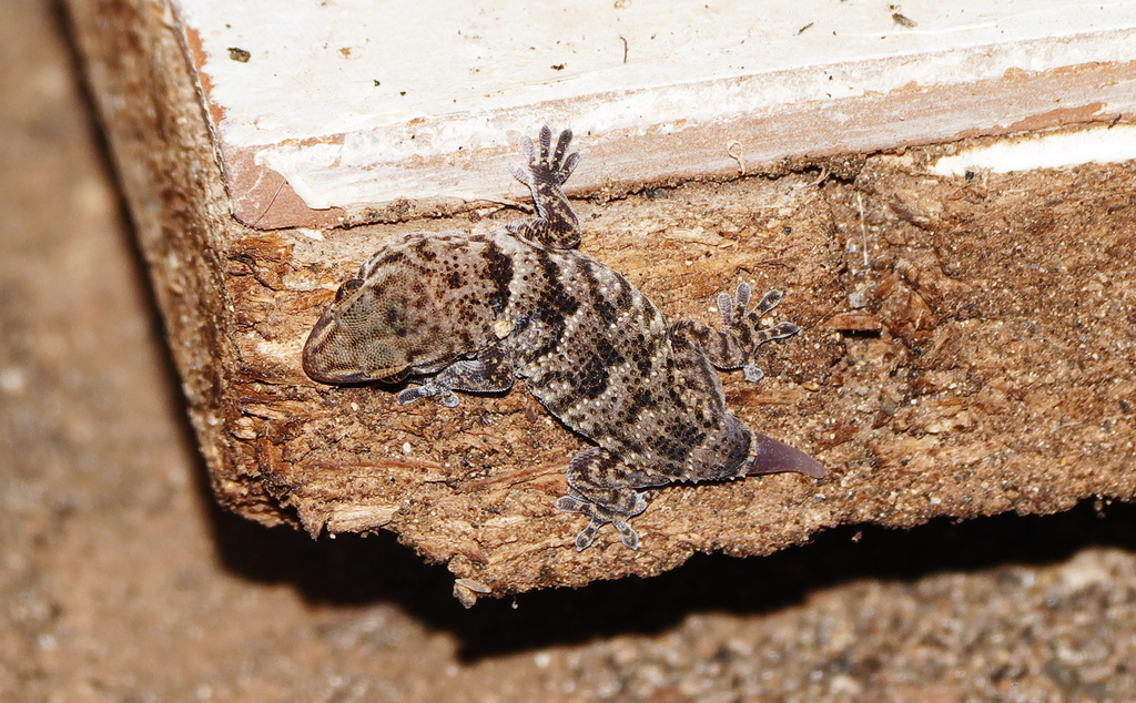 Cabo Verde Wall Gecko