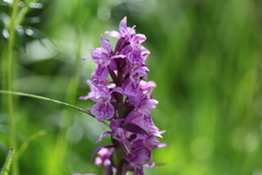 Dactylorhiza euxina