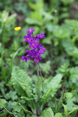 Primula amoena