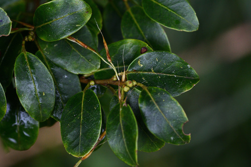 Ilex pedunculosa Miq.
