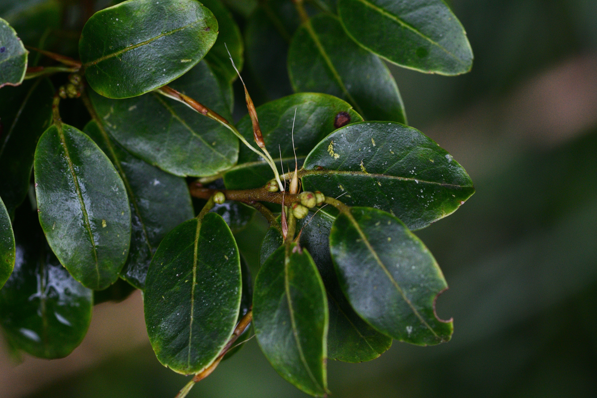 Ilex pedunculosa